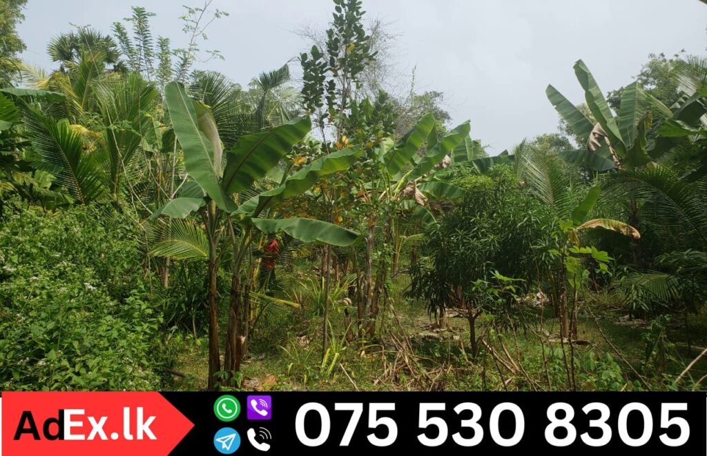 Land for Sale in Kaluwanchikudi Batticaloa