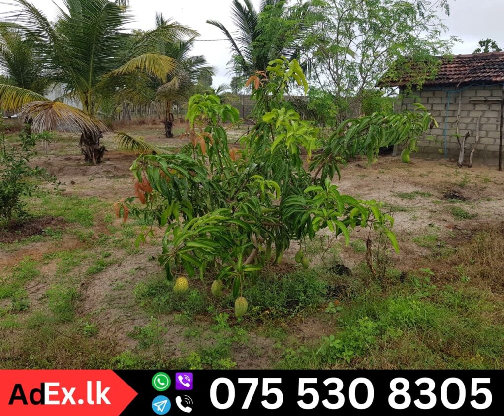 Farm Land for Sale in Kommathurai Batticaloa