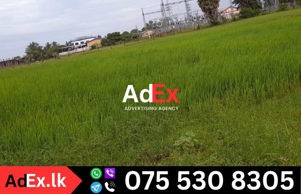 Paddy Land for Sale in Vavunathivu Batticaloa