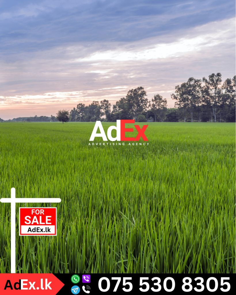 Paddy Land for Sale