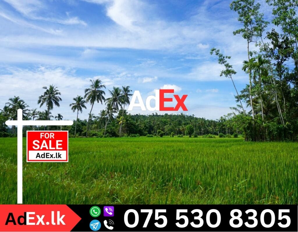 Batticaloa Paddy Land Sale