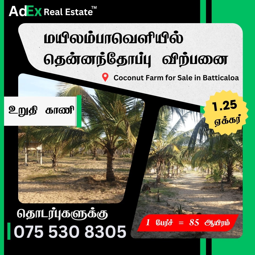 Coconut Land for Sale in Batticaloa Mylampavely